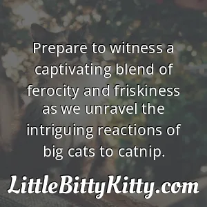 Prepare to witness a captivating blend of ferocity and friskiness as we unravel the intriguing reactions of big cats to catnip.