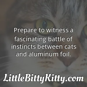 Prepare to witness a fascinating battle of instincts between cats and aluminum foil.