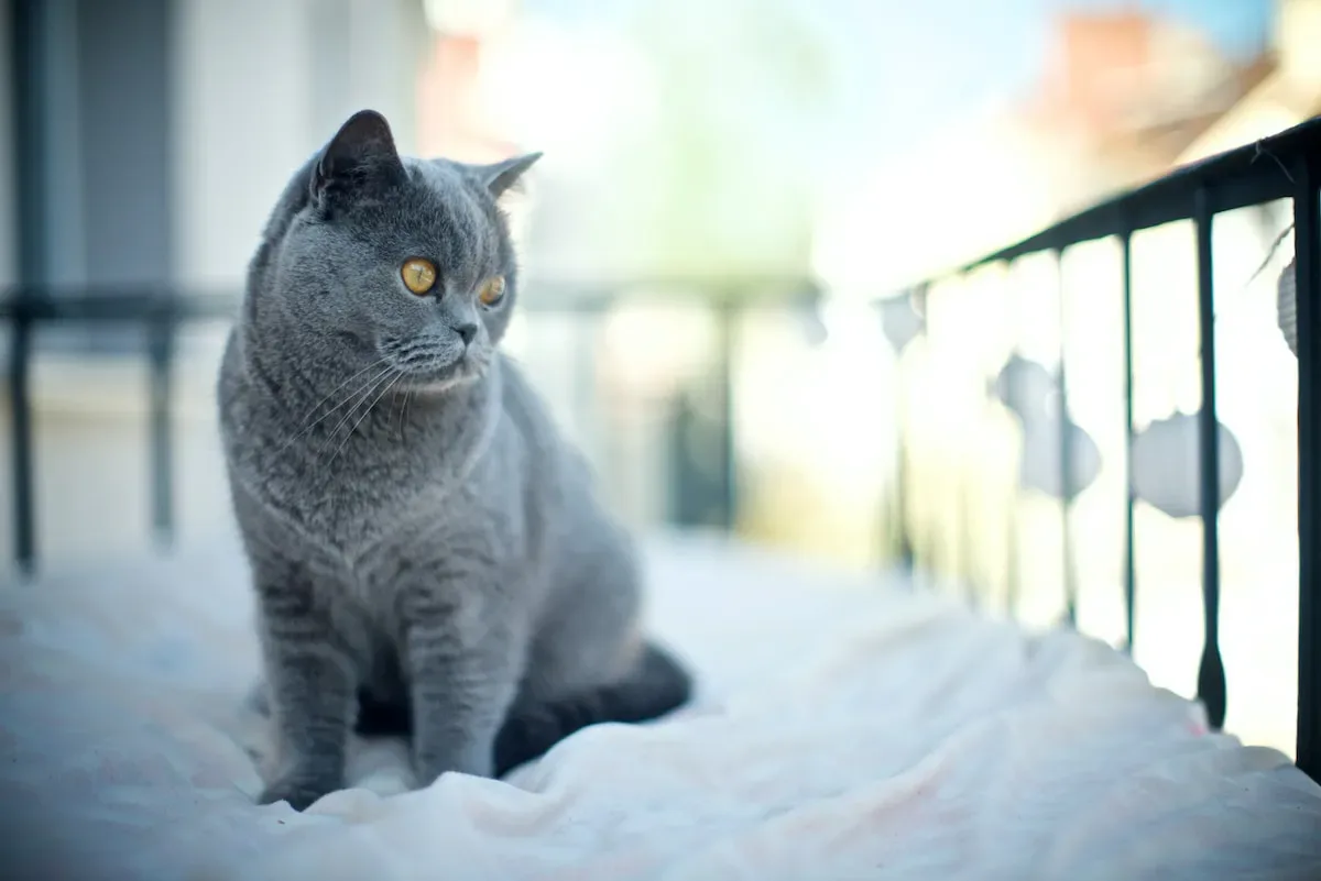 Pride And Preen: Examining Cats' Innate Desire For A Well-Groomed Appearance