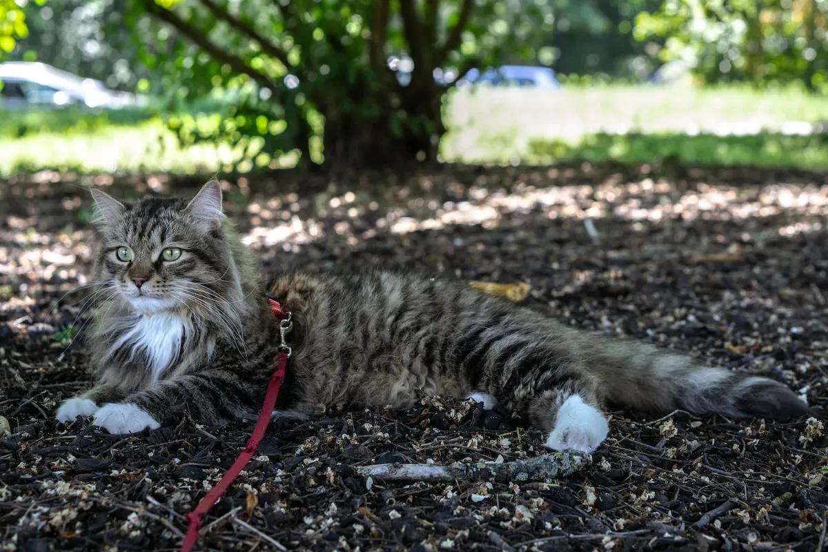Pros And Cons Of Leaving Cat Food Out All Day