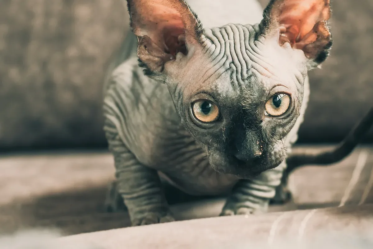 Protein Powerhouse: Why High-Quality Protein Matters For Kittens