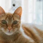 Pudgy Paws: Decoding the Weighty Whiskers of Orange Cats