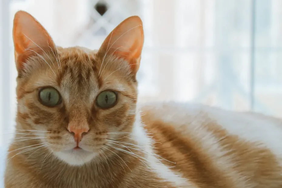 Pudgy Paws: Decoding the Weighty Whiskers of Orange Cats