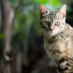Purina Cat Food: Is It Good for Your Feline Friend?