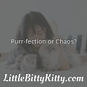 Purr-fection or Chaos?