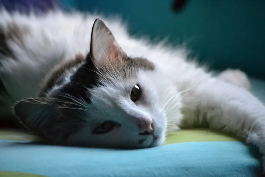Purrfect Love: Do Female Cats Favor Male Humans?