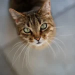Purrfect Snoozing Spots: Discovering Cats' Preferred Sleep Surfaces