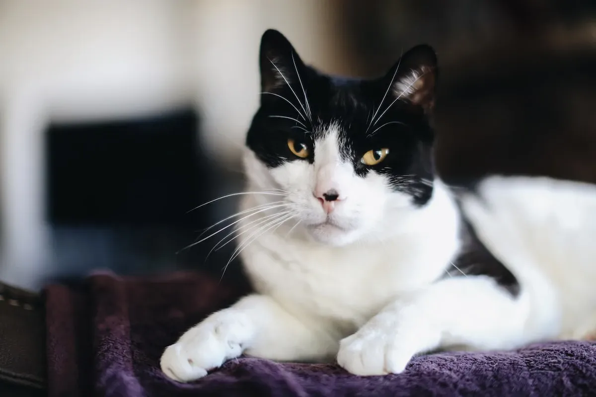 Putting Safety First: Guidelines For Introducing Popcorn To Your Cat'S Diet