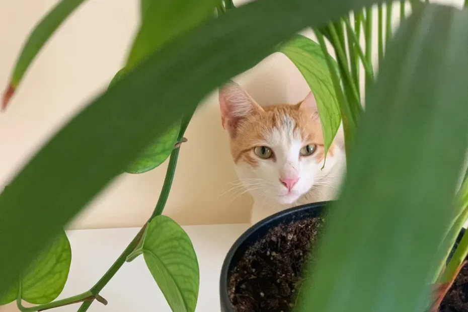 Quenching the Curiosity: Why Does My Cat Dip Its Paw in the Water Dish?