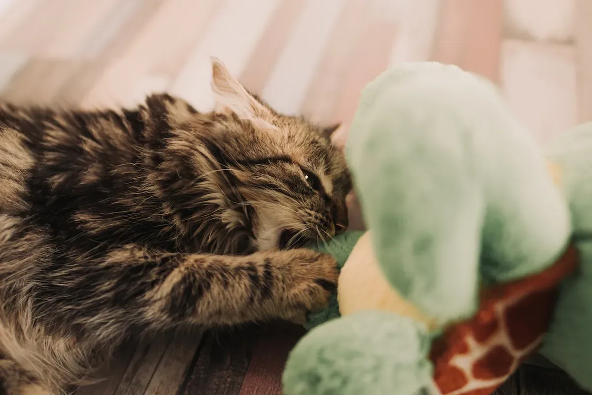 Real-Life Experiences: Stories Of Successful Crate Sleeping With Kittens