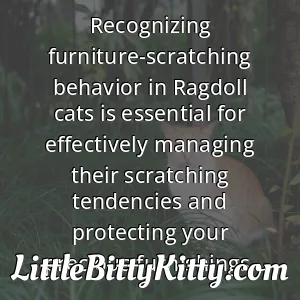 Recognizing furniture-scratching behavior in Ragdoll cats is essential for effectively managing their scratching tendencies and protecting your precious furnishings.