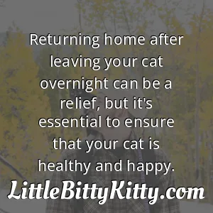 Returning home after leaving your cat overnight can be a relief, but it's essential to ensure that your cat is healthy and happy.