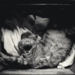 Salmon for Whiskers: Can Cats Savor Canned Delights?