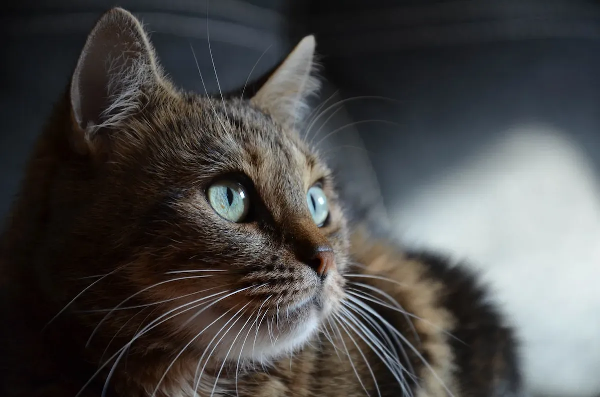 Scent Matters: How Odor Can Influence Your Cat'S Perception And Acceptance Of Dry Food