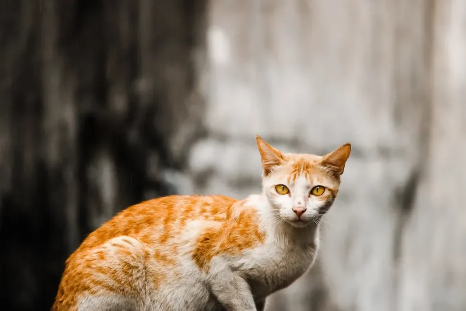 Scent Struggles: How Long Does Cat Spray Smell Linger?