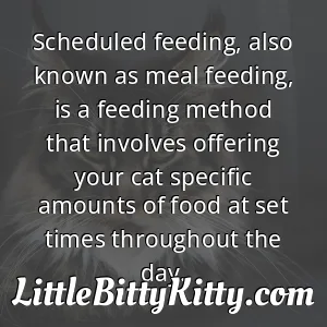 Scheduled feeding, also known as meal feeding, is a feeding method that involves offering your cat specific amounts of food at set times throughout the day.