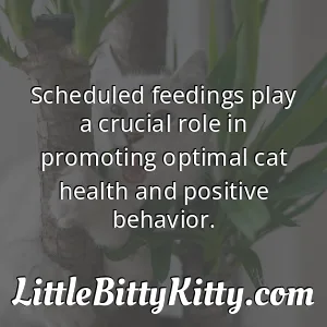 Scheduled feedings play a crucial role in promoting optimal cat health and positive behavior.