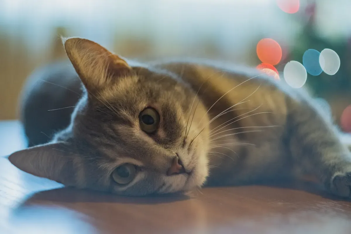 Scratching As A Sign Of Contentment: Decoding A Cat'S Inner Bliss
