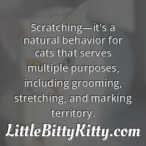 Scratching—it's a natural behavior for cats that serves multiple purposes, including grooming, stretching, and marking territory.