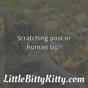 Scratching post or human lap?