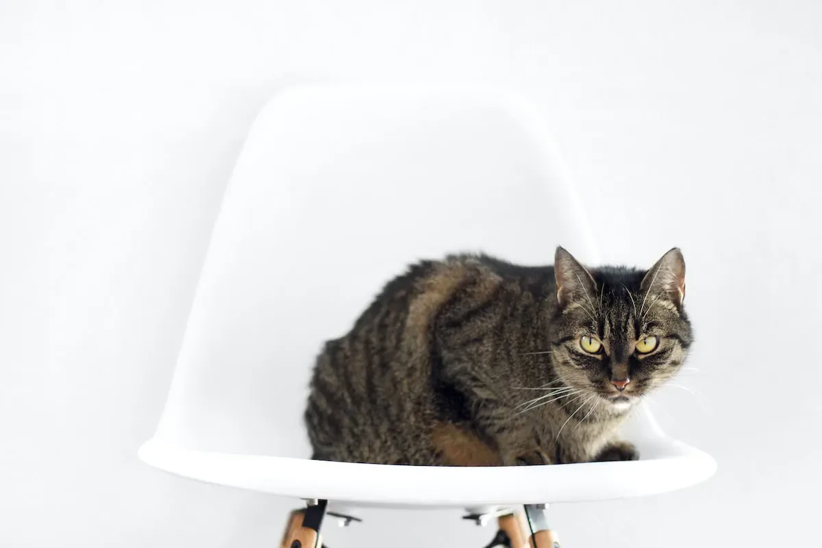 Sedating Your Feline Friend: Is It Safe For Nail Trimming?