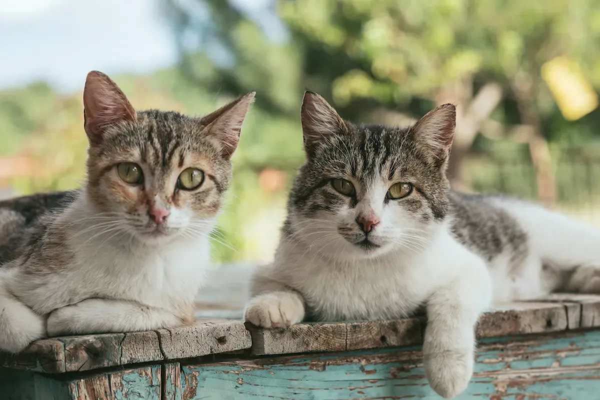 Seeking Relief: Unconventional Ways Cats Try To Alleviate Heat Discomfort
