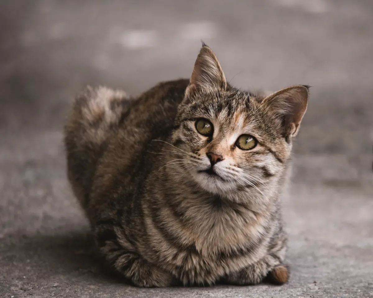 Seeking Serenity: The Relationship Between Cats, Bathrooms, And Solitude