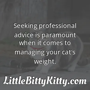 Seeking professional advice is paramount when it comes to managing your cat's weight.