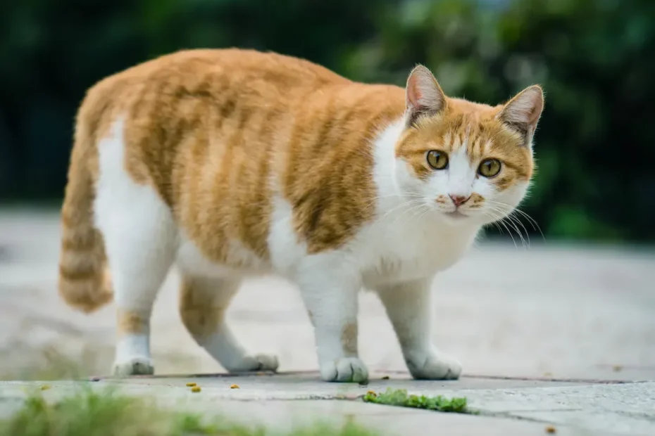 Should I Double the Delight? Decoding the Wet Food Dilemma for Cats