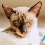 Should Kittens Sleep in the Dark? Unraveling the Mystery of Optimal Sleep Conditions