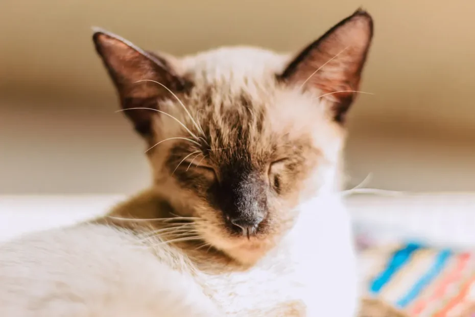 Should Kittens Sleep in the Dark? Unraveling the Mystery of Optimal Sleep Conditions