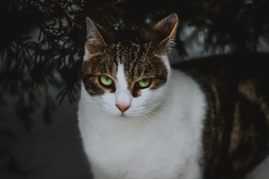 Should You Leave Cat Food Out All Day? Unraveling the Feeding Dilemma