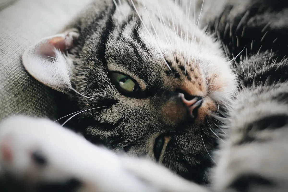 Signs That Dry Cat Food Has Gone Bad