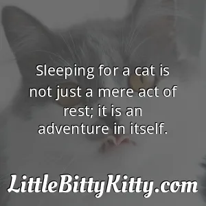 Sleeping for a cat is not just a mere act of rest; it is an adventure in itself.