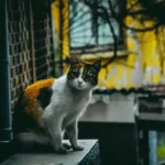 Solving the Mystery: Why Do Cats Love Sniffing Feet?