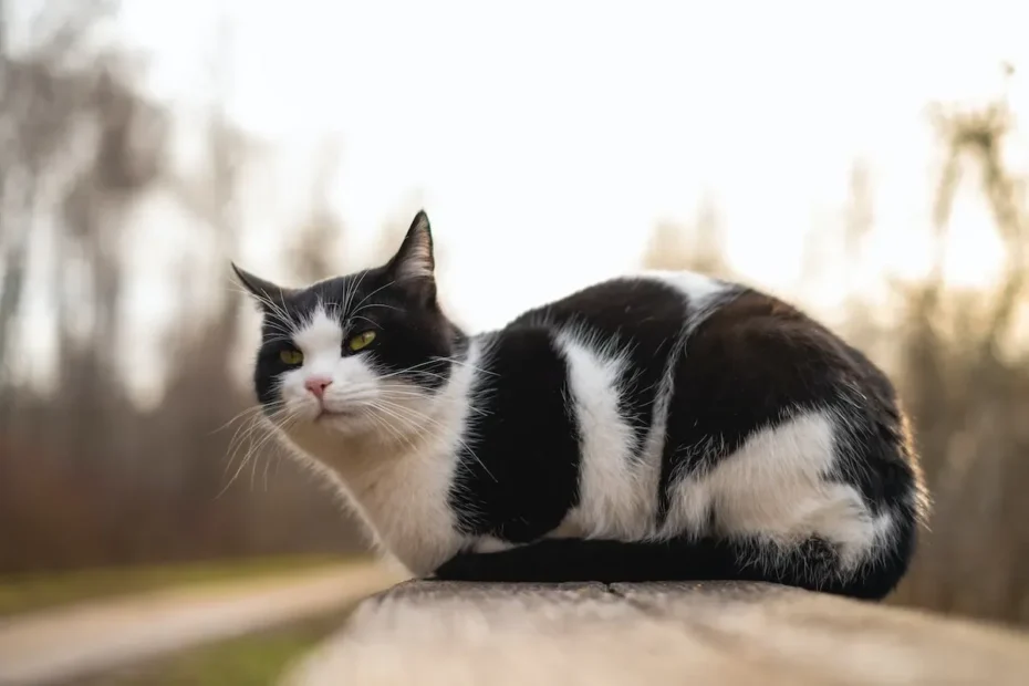 Sparkling Fountains and Slimy Mysteries: Unveiling the Secrets Behind Cat Fountain Slime