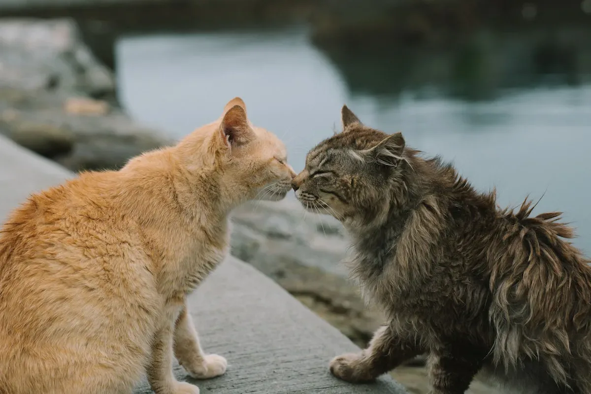 Stealth And Secrecy: Exploring The Intriguing Habit Of Concealed Cat Paws
