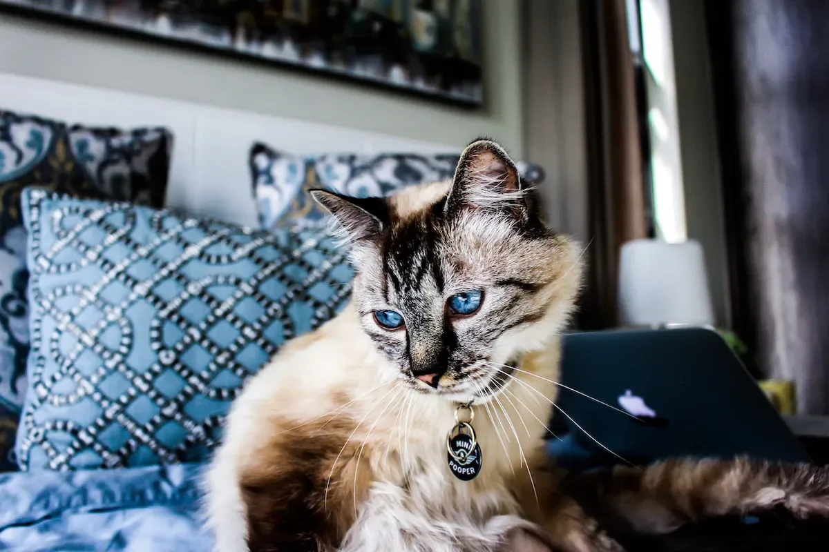 Step-By-Step Guide: Using Human Clippers To Trim Your Cat'S Nails
