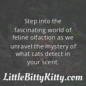 Step into the fascinating world of feline olfaction as we unravel the mystery of what cats detect in your scent.