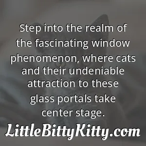 Step into the realm of the fascinating window phenomenon, where cats and their undeniable attraction to these glass portals take center stage.