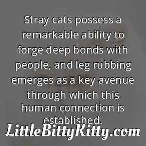 Stray cats possess a remarkable ability to forge deep bonds with people, and leg rubbing emerges as a key avenue through which this human connection is established.