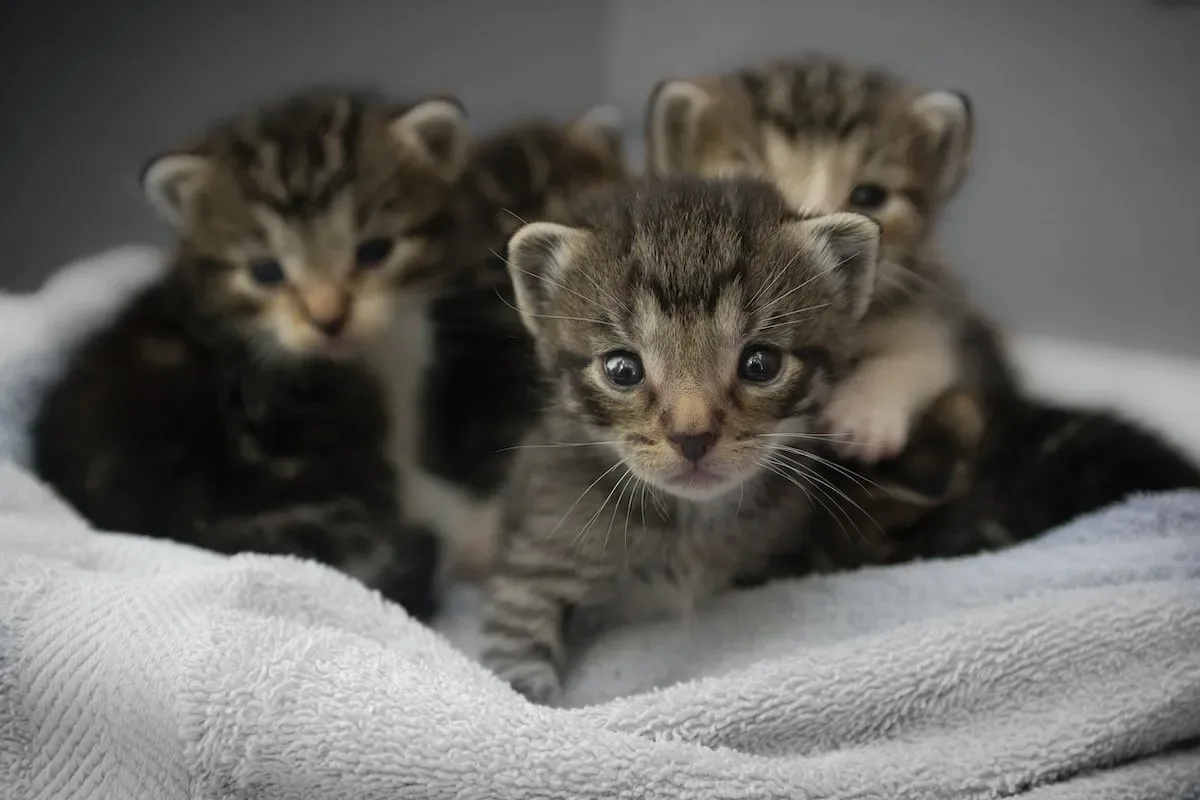 Stressful Whiskers: Anxiety And Hair Pulling In Cats