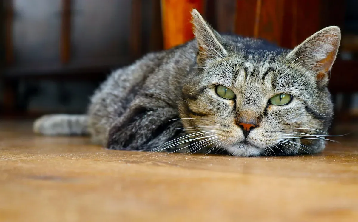 Tabby Cats And Their Weight: An Ongoing Mystery!