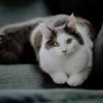Tail Talk: Why Do Cats Raise Their Tails When You Pet Them?