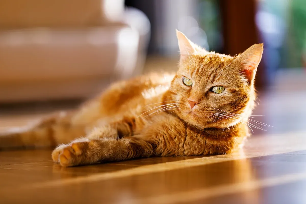 Taking The Chill Pill: Tips For Transitioning Your Cat To Frozen Meals