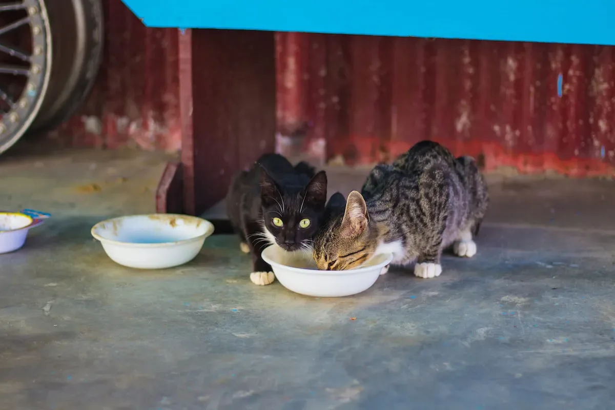 Target Cat Food: A Feline Feast Or A Flop?