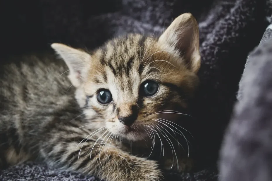 Tasty Alternatives to Wet Cat Food: A Comprehensive Guide