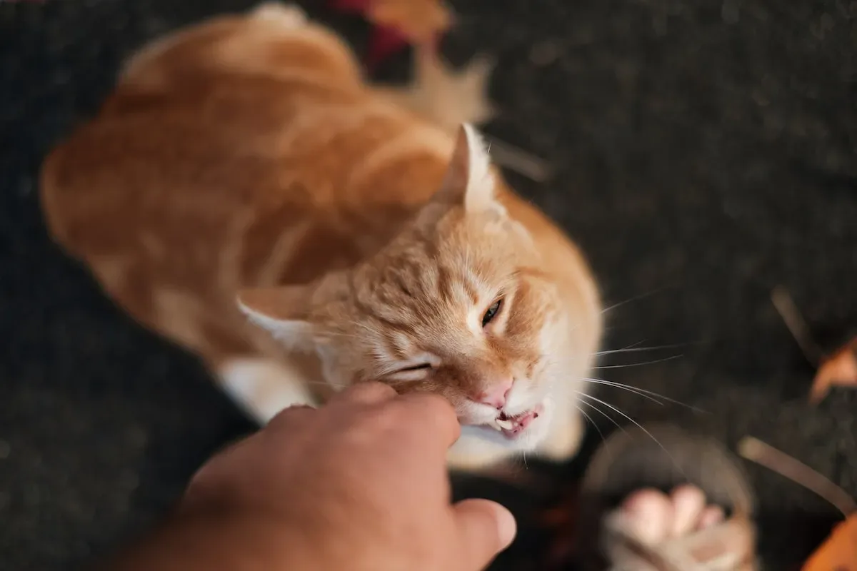 Temptations In Treats: What Desserts Are Safe And Savory For Cats?