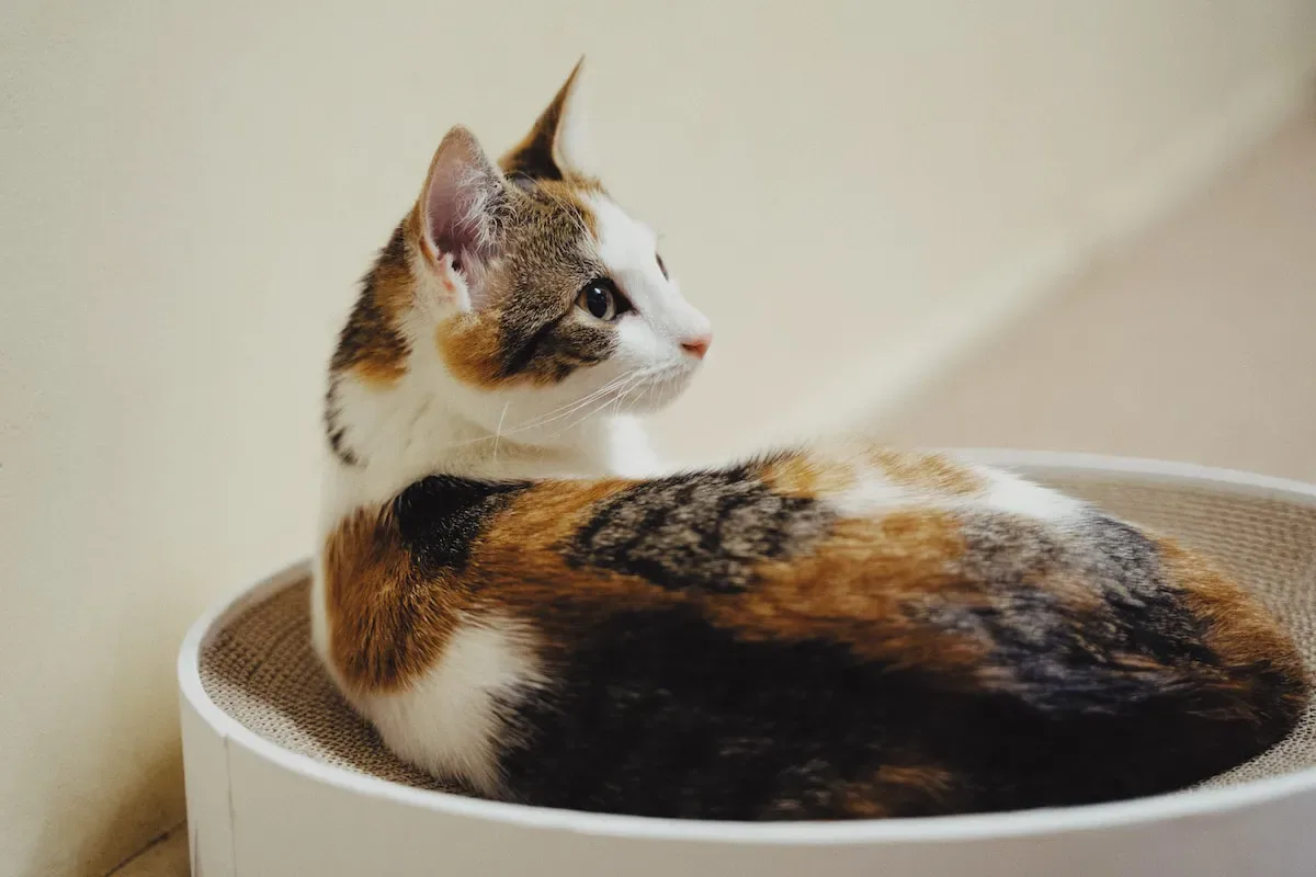 Territorial Marking Or Instinctual Quirk? Debunking Theories Surrounding Cats' Ground-Pawing Before Water Consumption