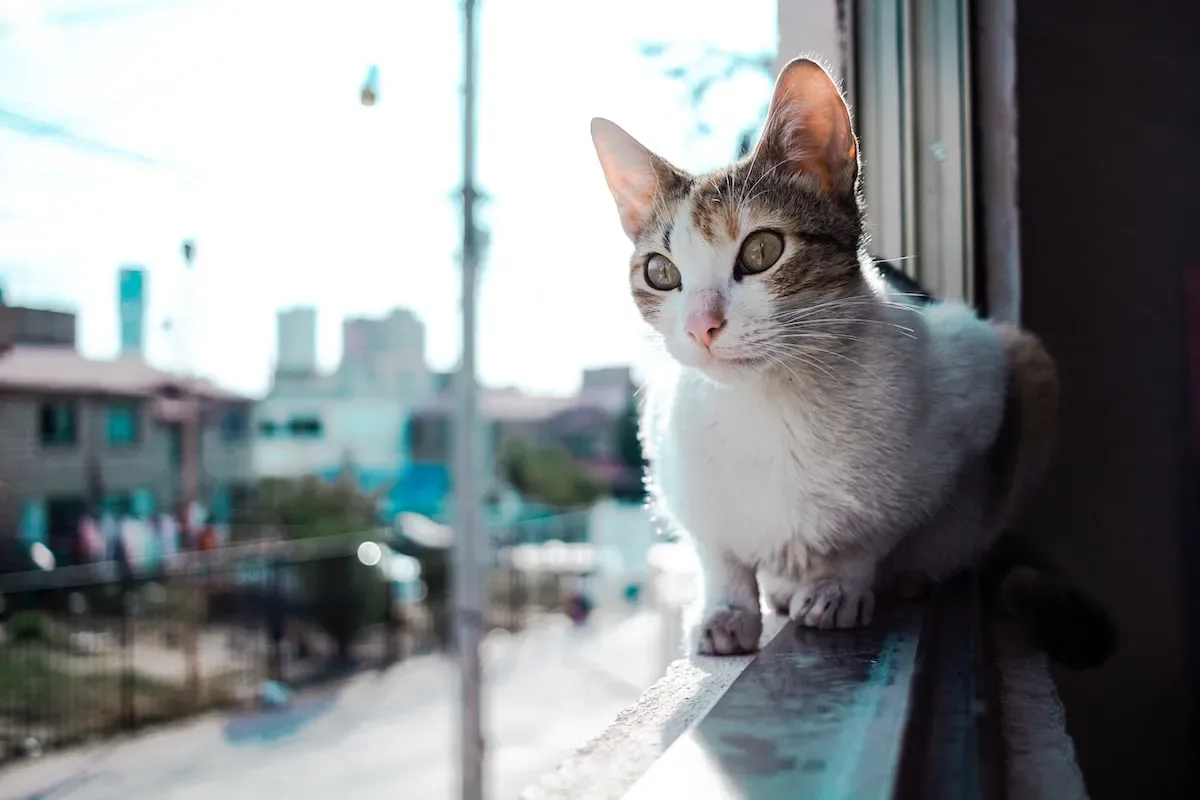 The Battle Of The Splash: Tips For Keeping Your Cat'S Water Fountain Upright